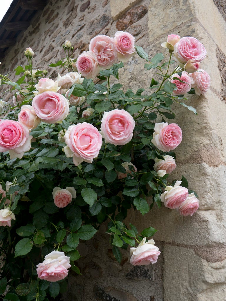 Klimroos (Rosa 'Eden Rose' ®)