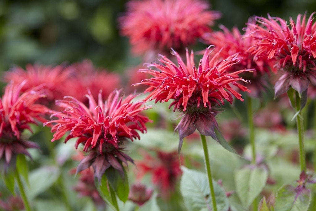 Bergamotplant (Monarda 'Gardenview Scarlet')