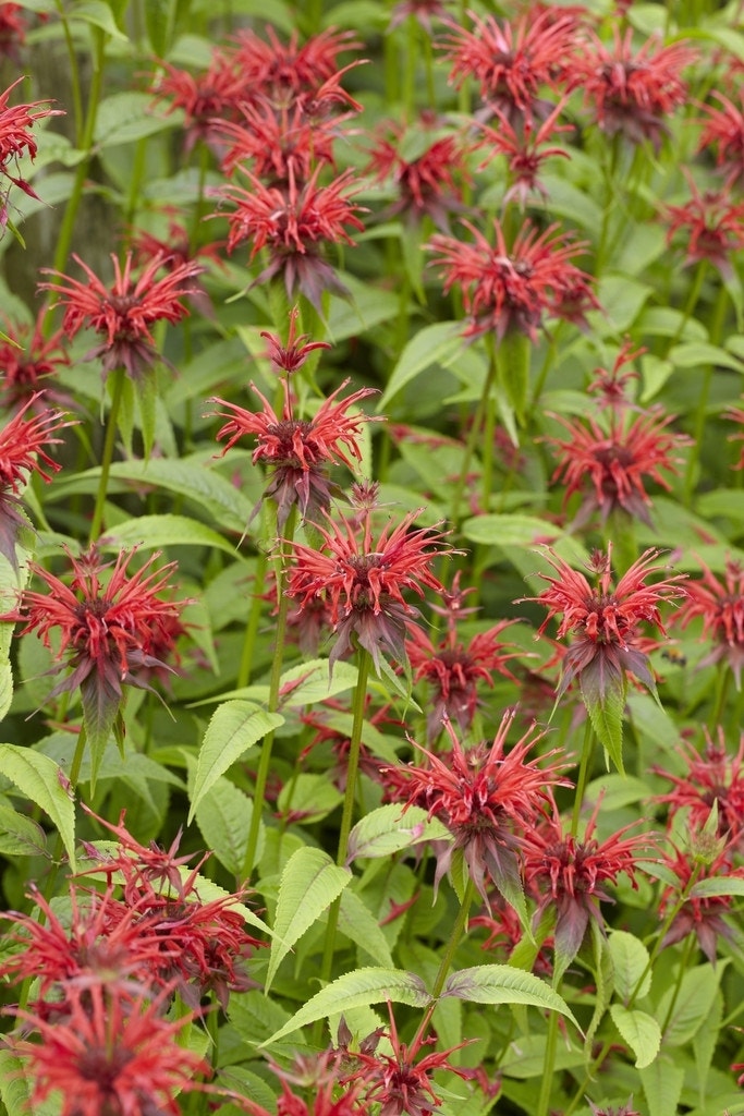 Bergamotplant/Hanekam (Monarda 'Squaw')