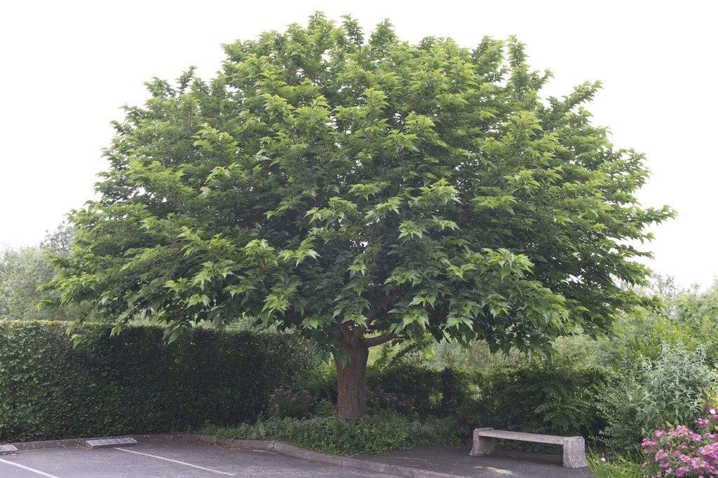 Witte moerbei (Morus Alba)