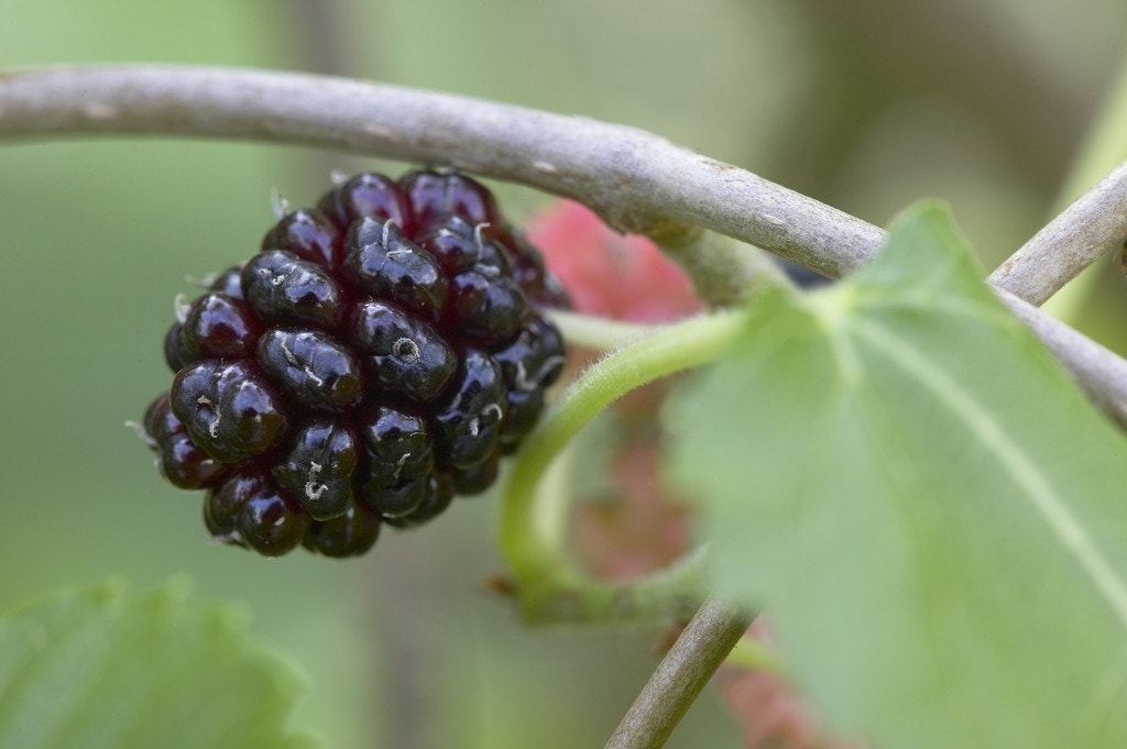 Zwarte Moerbei als boom (Morus nigra)