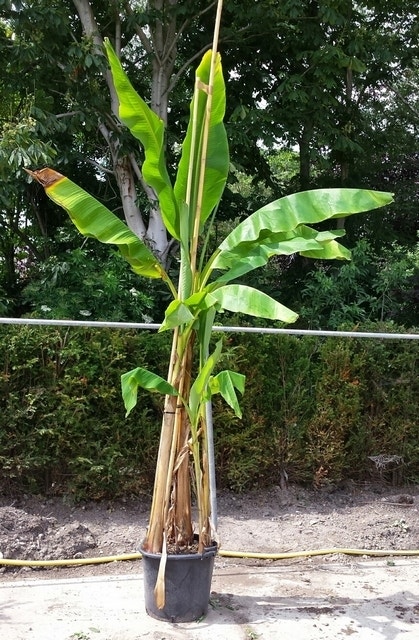 Bananenboom (Musa basjoo)