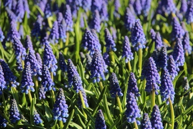 Blauwe Druifjes (Muscari armeniacum)