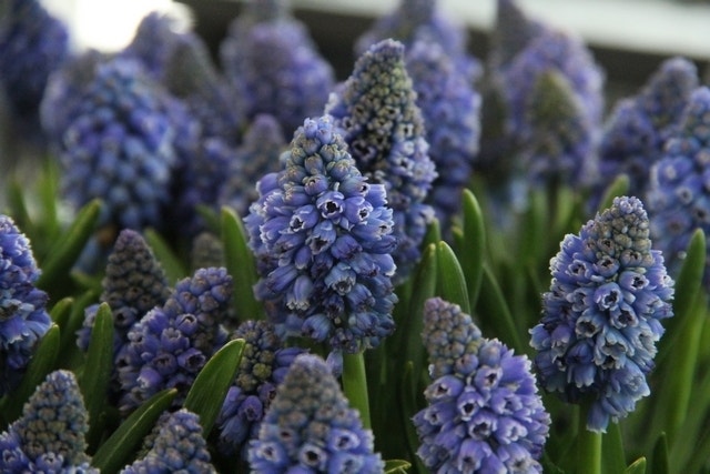 Blauwe Druifjes (Muscari armeniacum 'Artist')