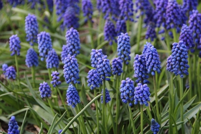 Blauwe Druifjes (Muscari aucheri 'Blue Magic')