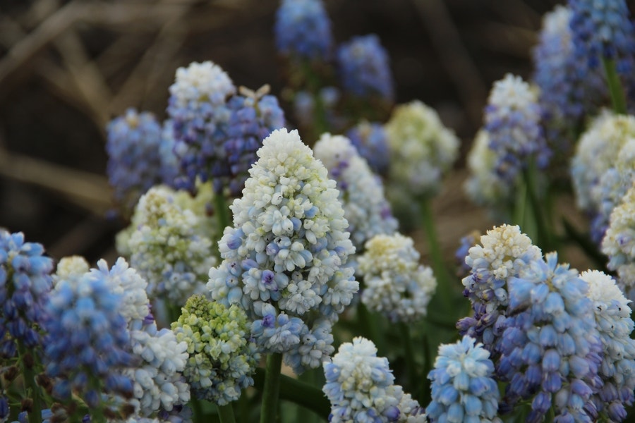 Blauwe druifjes (Muscari 'Nature's Beauty')