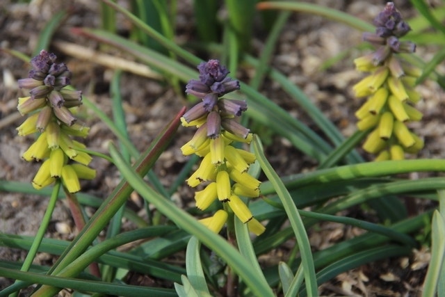 Blauwe druifjes (Muscari macrocarpum 'Golden Fragrance')