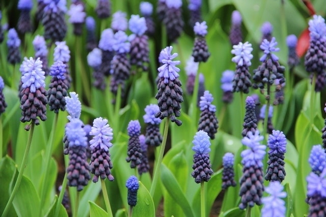 Kaboutermutsjes (Muscari latifolium)