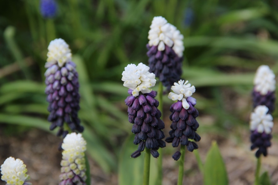 Blauwe druifjes (Muscari latifolium 'Grape Ice')