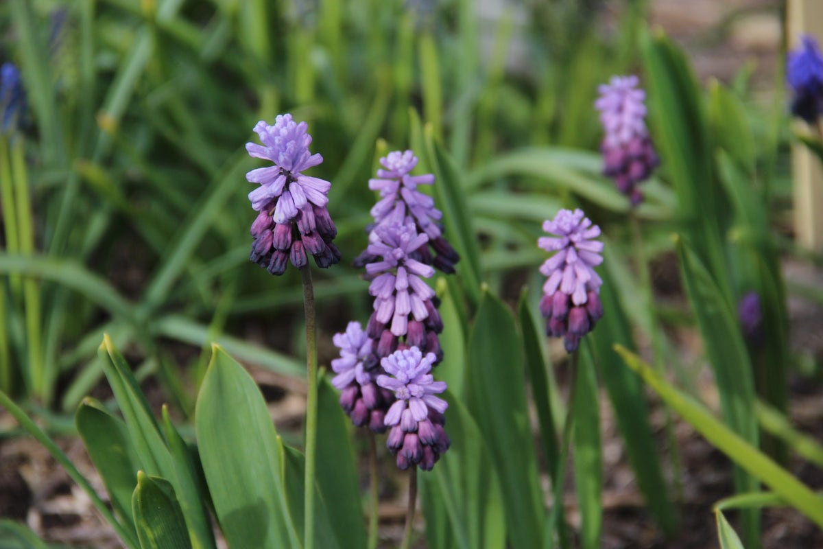 Blauwe druifjes (Muscari latifolium 'Purple Rain')