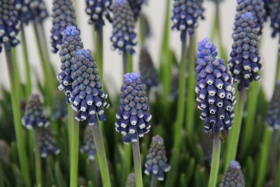 Blauwe druifjes (Muscari 'Night Eyes')