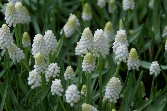 Blauwe Druifjes (Muscari aucheri 'White Magic')