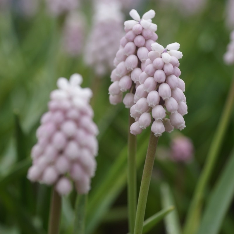 Roze druifje (Muscari 'Pink Sunrise')