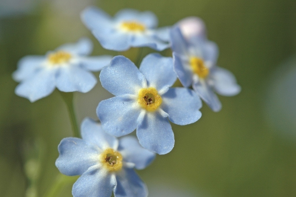 Moerasvergeet-mij-nietje (Myosotis palustris)