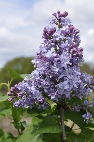 Sering (Syringa vulgaris 'Nadezhda')