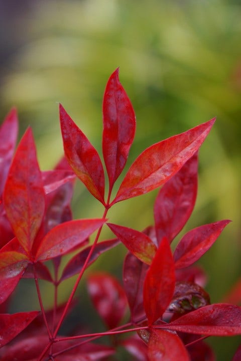 Hemelse bamboe (Nandina domestica 'Blush Pink')