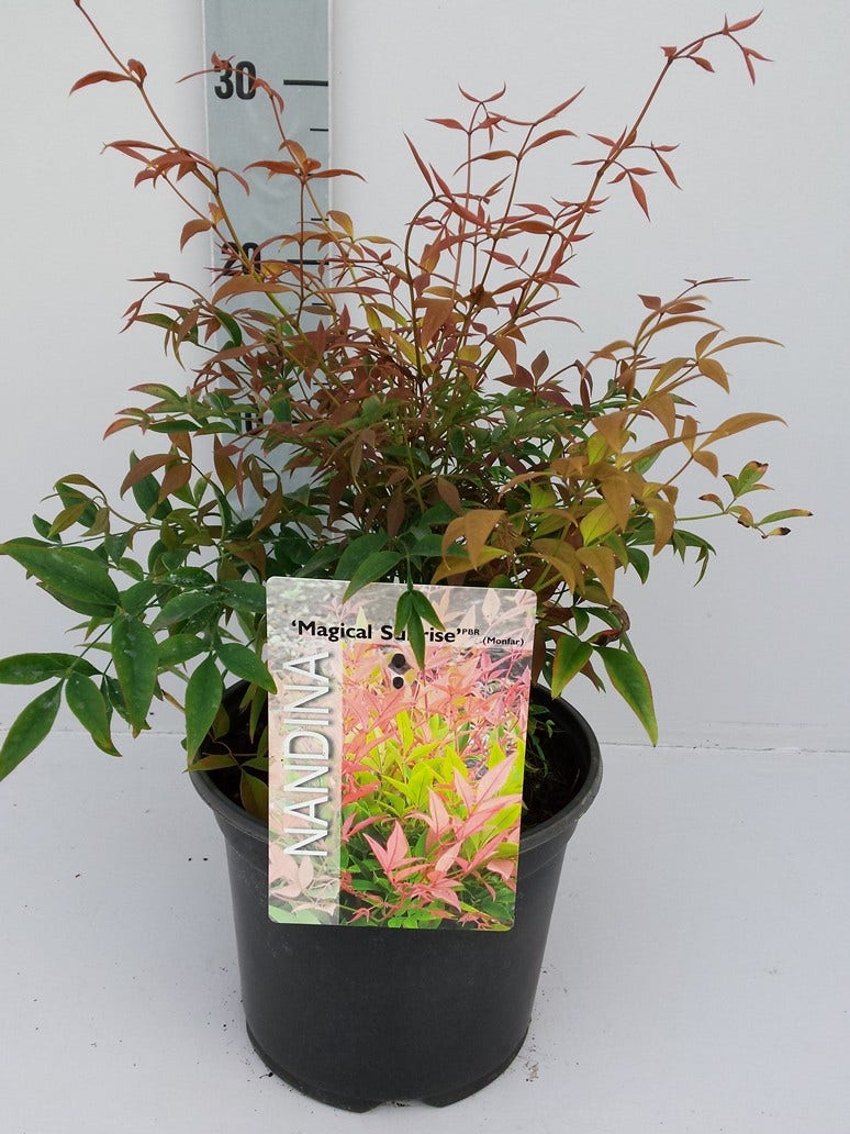 Hemelse Bamboe (Nandina 'Magical Sunrise')