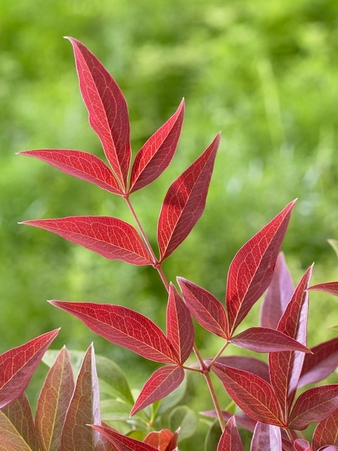 Hemelse bamboe (Nandina domestica ''Obsessed')