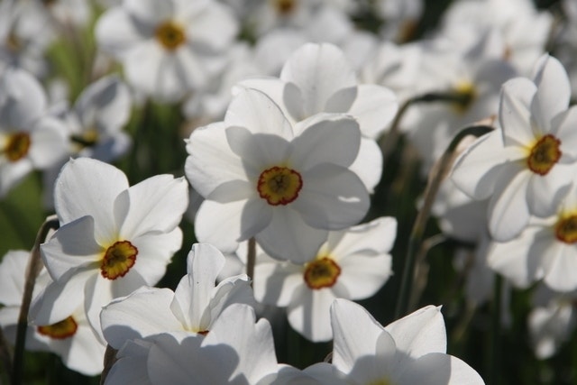 Narcis (Narcissus 'Actaea')