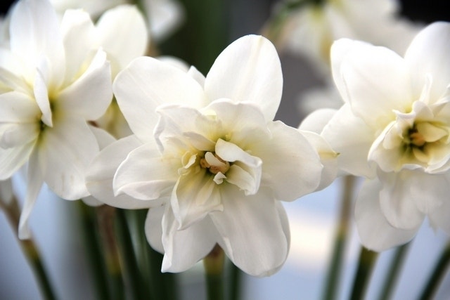 Narcis (Narcissus 'Albus Plenus Odoratus')