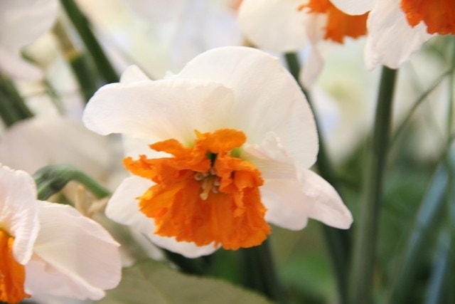 Narcis (Narcissus 'Bella Vista')