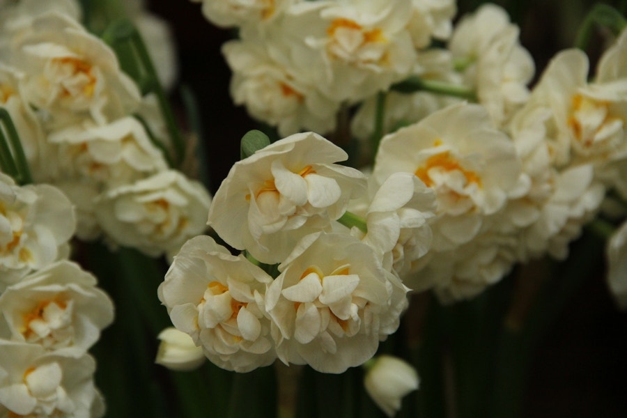 Narcis (Narcissus 'Bridal Crown')