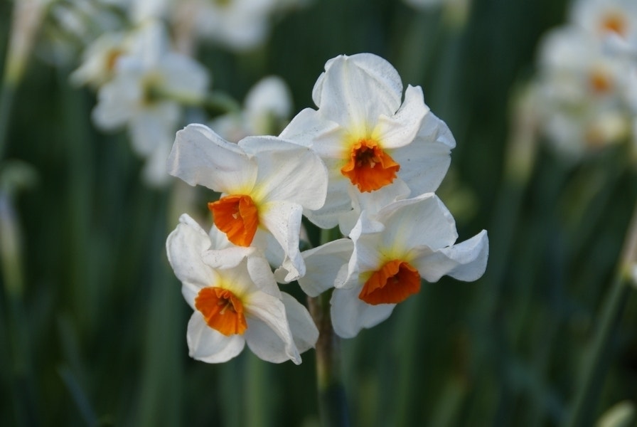 Narcis (Narcissus 'Cragford')