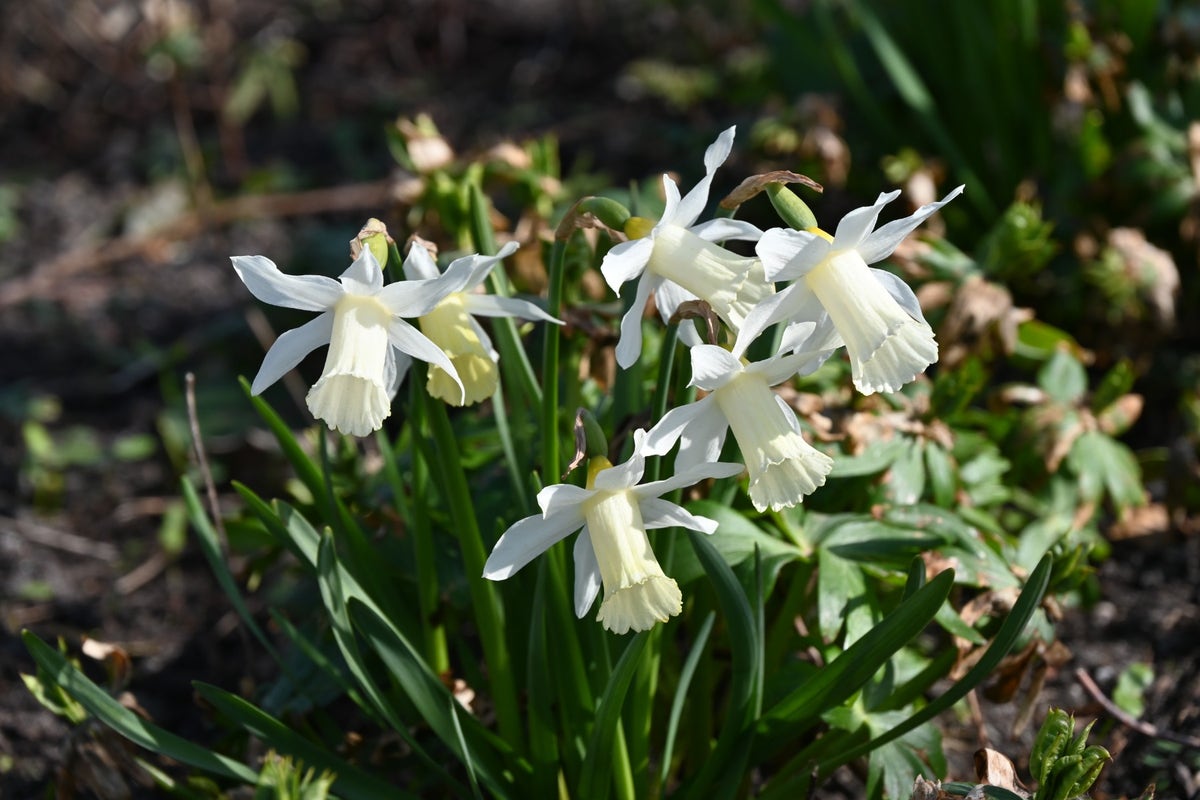 Narcis (Narcissus 'Elka')