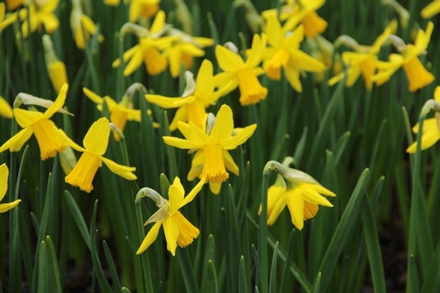 Narcis (Narcissus 'February Gold')