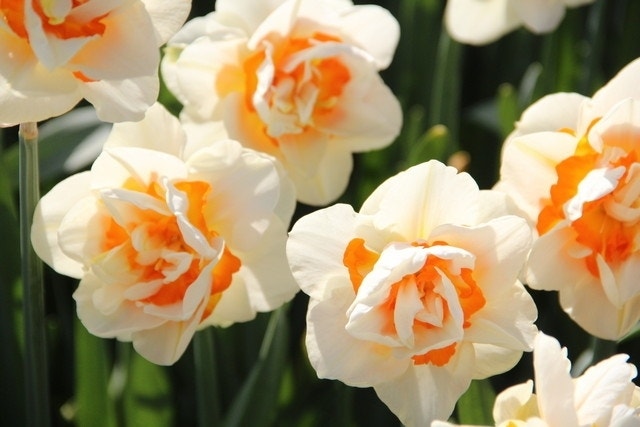 Narcis (Narcissus 'Flower Parade')