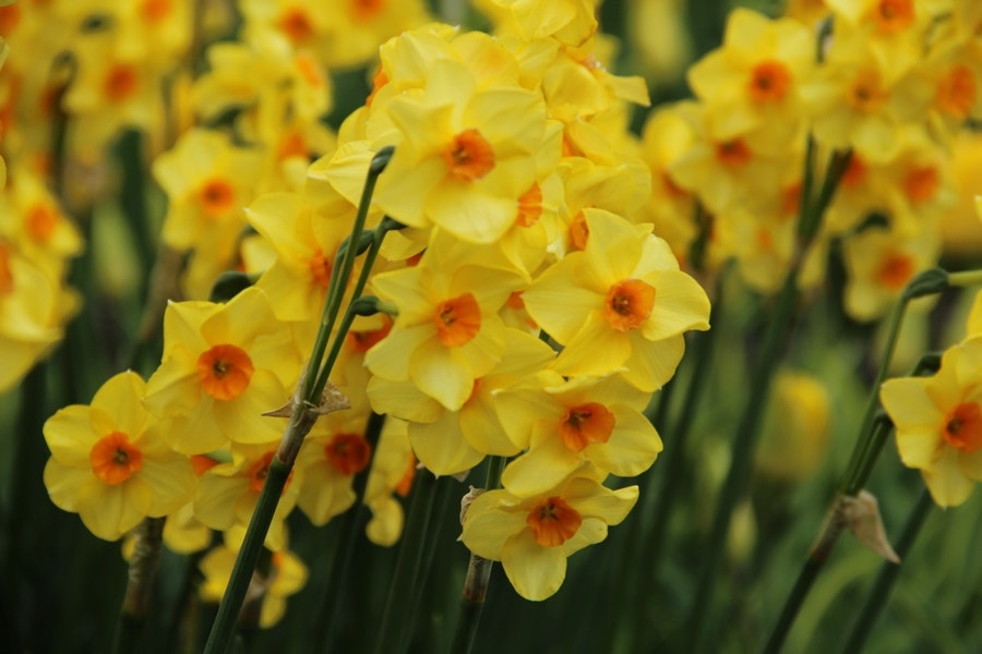 Narcis (Narcissus 'Martinette')