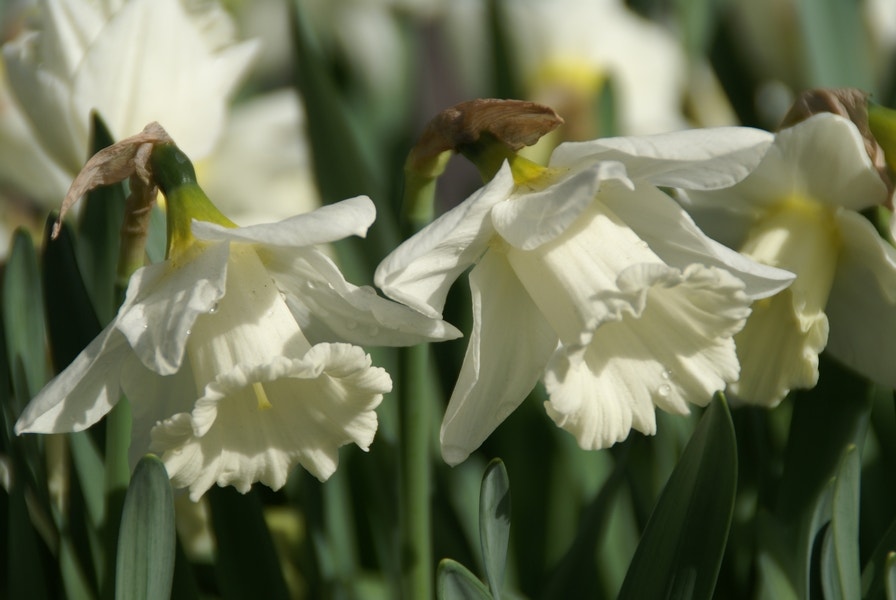 Narcis (Narcissus 'Mount Hood')