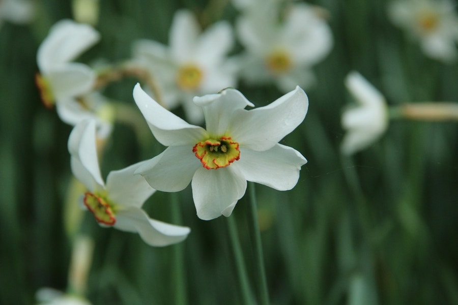 Narcis (Narcissus poeticus var. recurvus)