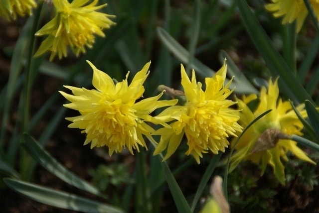 Narcis (Narcissus 'Rip van Winkle')