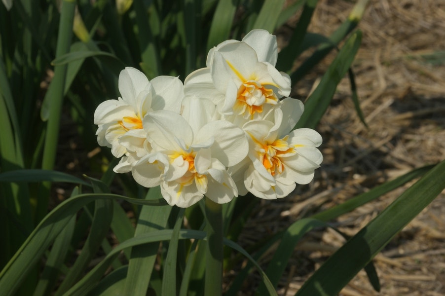 Narcis (Narcissus 'Sir Winston Churchill')