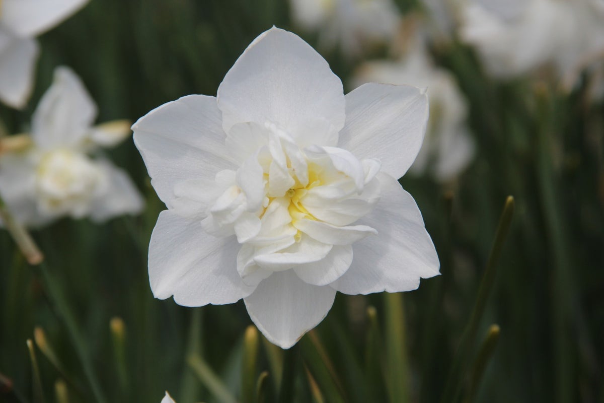 Narcis (Narcissus 'Snowball')