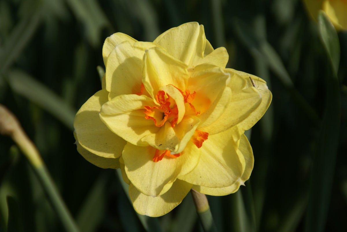 Narcis (Narcissus 'Tahiti')