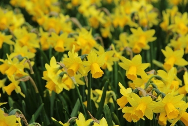 Narcis (Narcissus 'Tête-a-Tête')