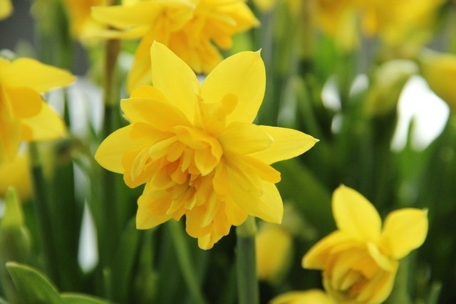 Narcis (Narcissus 'Tête Bouclé')