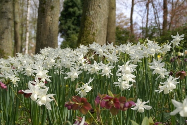 Narcis (Narcissus 'Thalia')