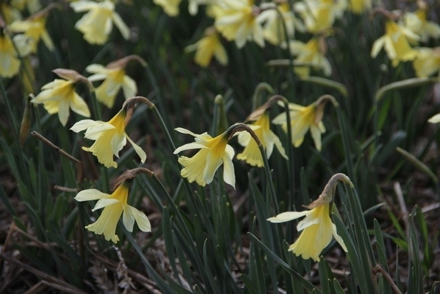 Narcis (Narcissus 'W.P. Milner')