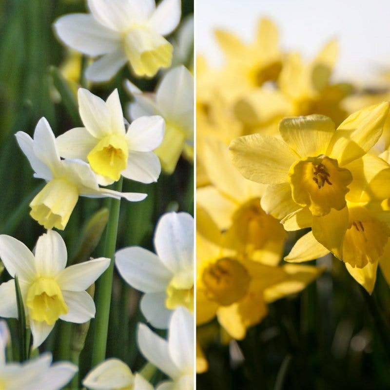 Narcis (Narcissus 'Sailors's Choice'®)