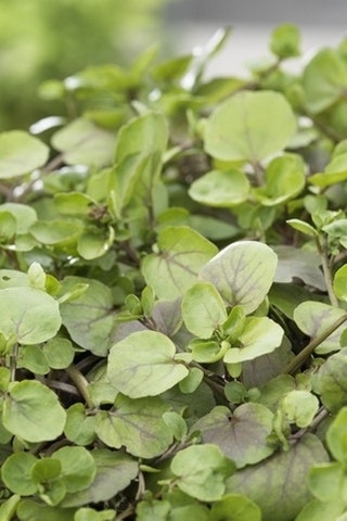 Witte waterkers (Nasturtium officinale)