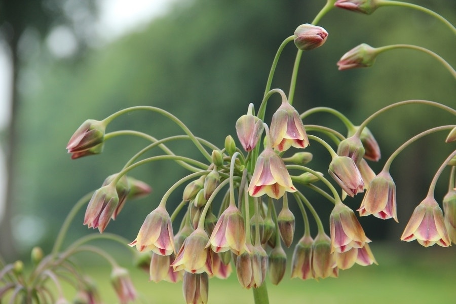 Bulgaarse ui (Nectaroscordum siculum)