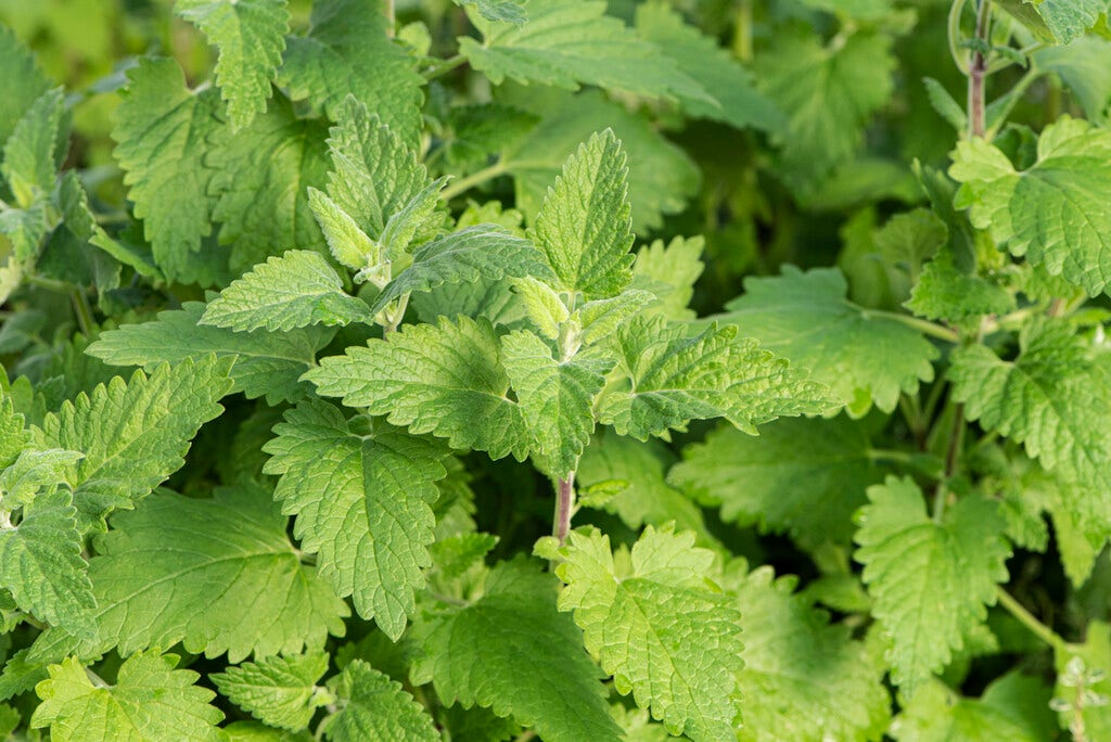 Wild kattenkruid (Nepeta cataria)