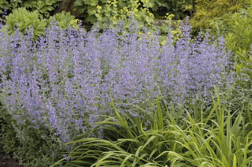 Kattenkruid (Nepeta faassenii)