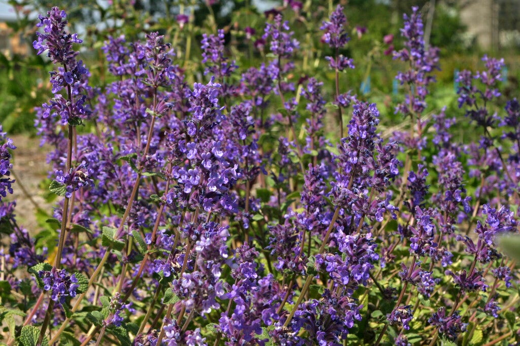 Kattenkruid (Nepeta 'Kit Cat')