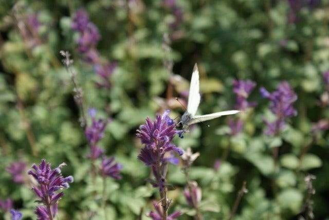 Kattenkruid (Nepeta racemosa 'Grog')