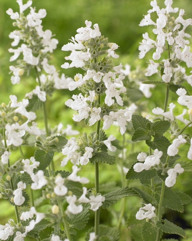 Kattenkruid (Nepeta racemosa 'Snowflake')