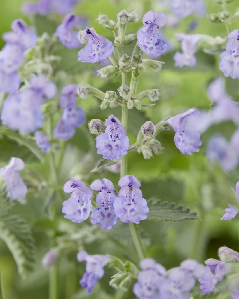 Kattenkruid (Nepeta 'Walker's Low')